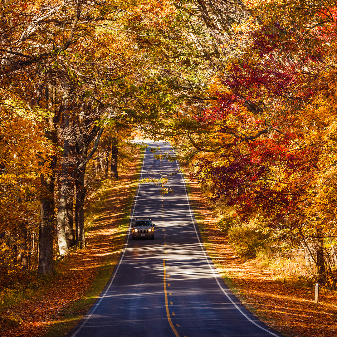 Car driving Skyline Drive, Shenandoah National Park, VA surrounded by fall foliage on Virginia Skyline Drive.
